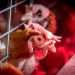Chicken in cage