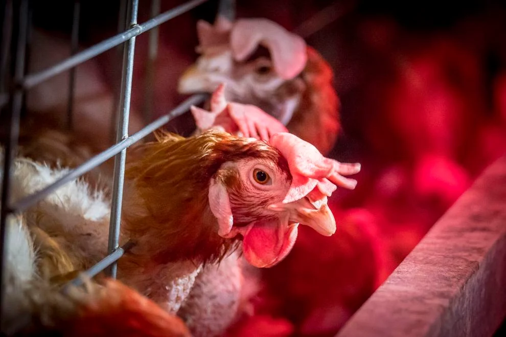USDA invests $1B for HPAI recovery