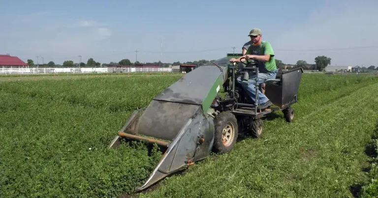 Alfalfa and potassium: It’s complicated