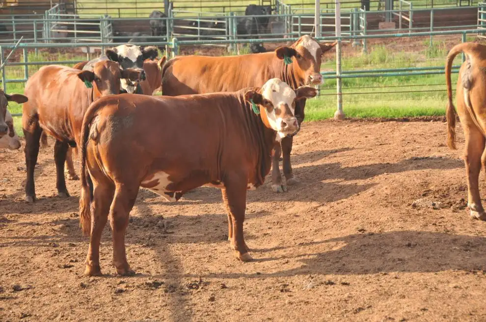 Fall feeder cattle market situation