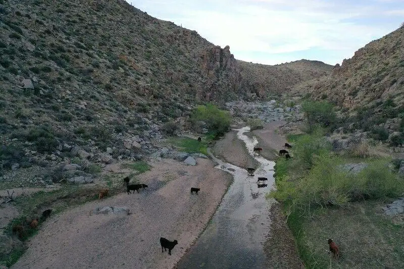 Cattle grazing in Agua Fria National Monument