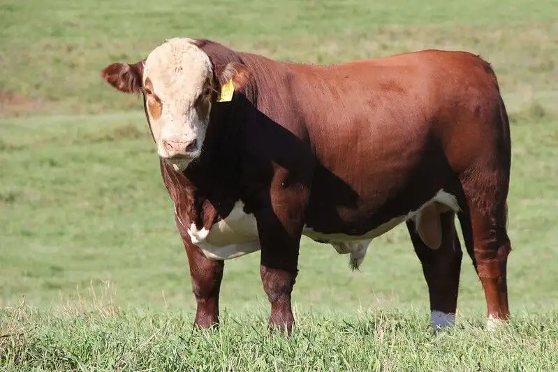 Hereford Bull
