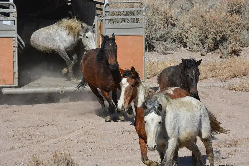 Bill urges permanent horse slaughter export ban 