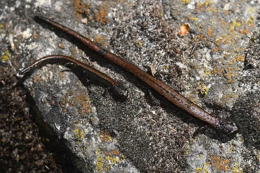 Relictual slender salamanders