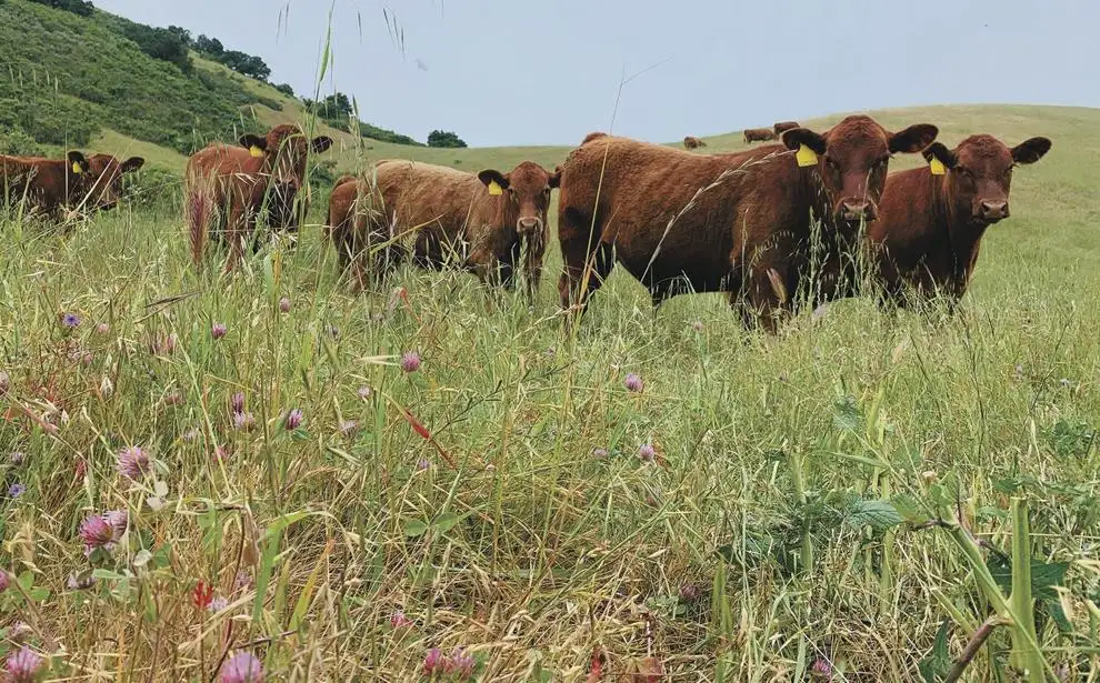 11 ra - settrini calves_addedvalue.jpg