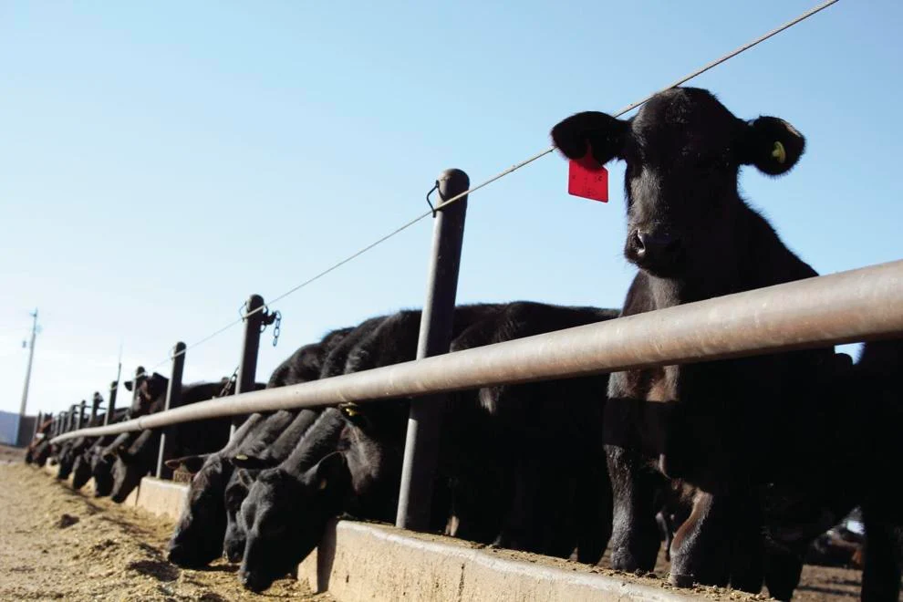 Economics of native beef and beef-dairy steers in yearling systems