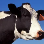 Beef contribution in 2018 from dairy cattle
