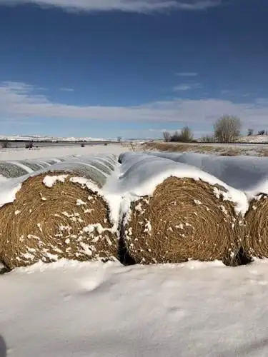 SNOW68