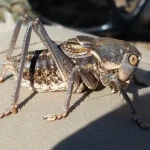 Mormon cricket.jpg