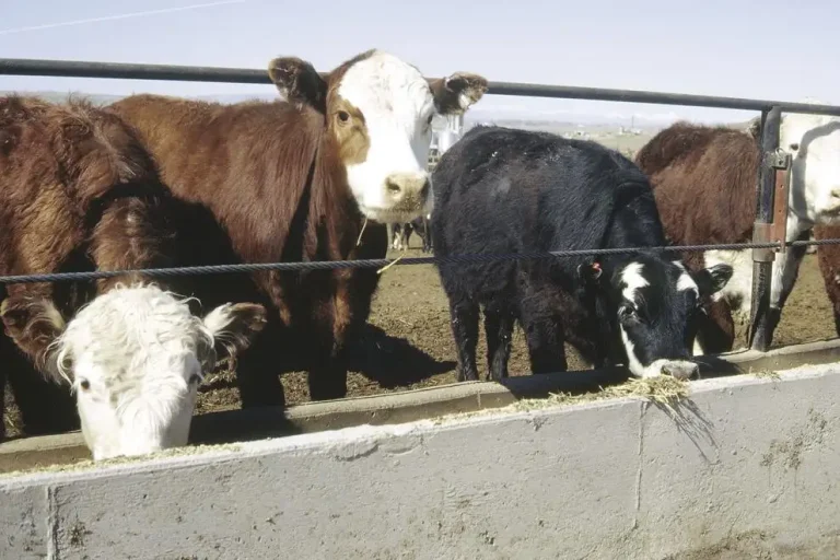Livestock67.tif