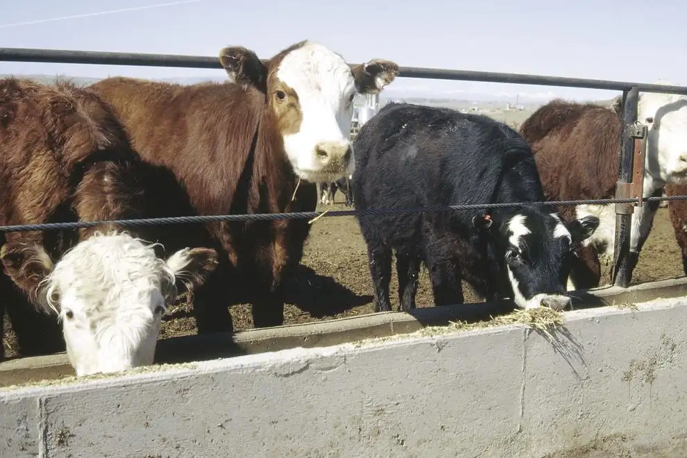 Livestock67.tif
