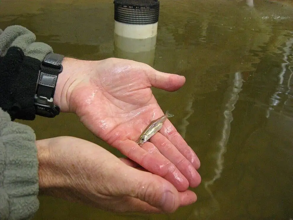 Appeals court rejects CA water challenge