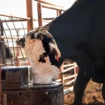 K-State urges producers to plan for animal heat stress