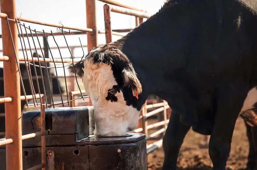 K-State urges producers to plan for animal heat stress