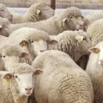 sheep