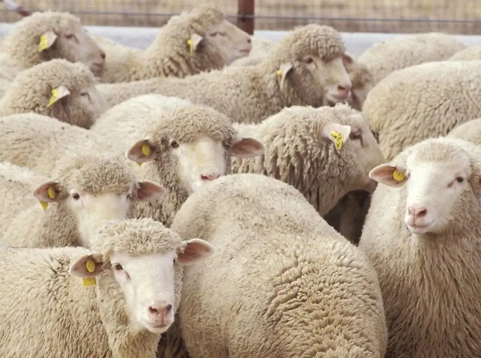 Texas sheep, goat prices rise as supply tightens 