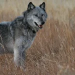 Collared Gray Wolf generic