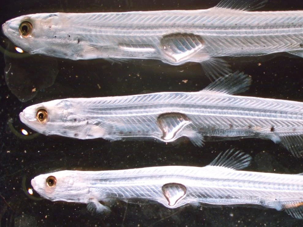 longfin smelt