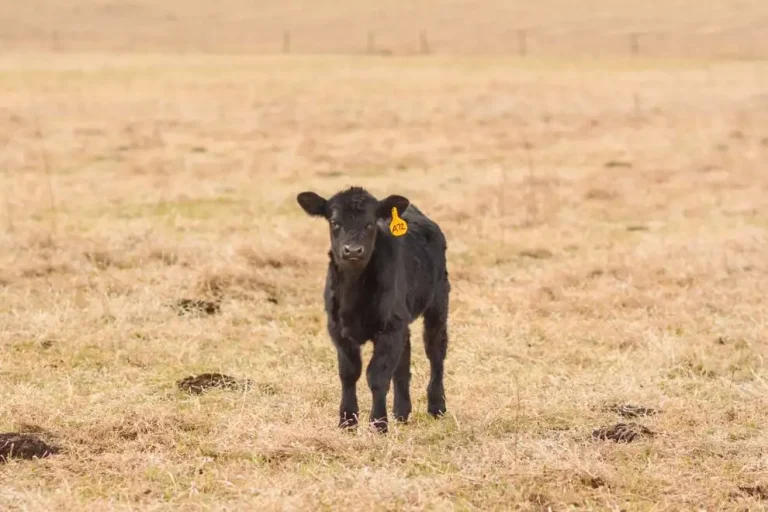 angus calf