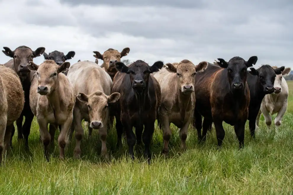 Guest Opinion: Criteria clarified if farm is a business or hobby