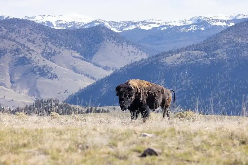 bison bull